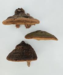 Image result for Phellinus rimosus