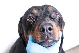 Tear stains are dark brown or reddish marks that appear beneath a dog's eyes. Red Eyes In Dogs Great Pet Care