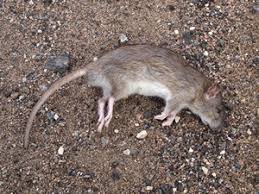 All our employees are professionally trained to industry standards. Dead Animal Removal