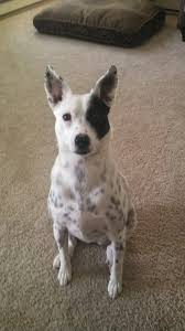 Check spelling or type a new query. Australian Cattle Jack Russell Mix Jack Russell Terrier Mix Jack Russell Cattle Dogs Mix