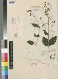 Image result for Isoglossa