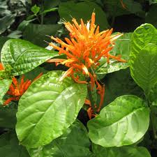 Image result for Justicia striolata