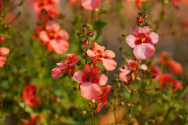 Image result for Diascia
