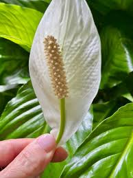 Image result for Spathiphyllum
