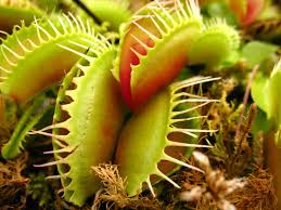 green and red venus flytrap free image