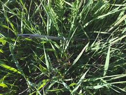 Check spelling or type a new query. How To Hunt And Forage For Wild Asparagus Whole Fed Homestead