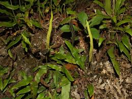 Image result for Elaphoglossum macropodium