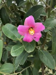 Image result for Lagunaria patersonia