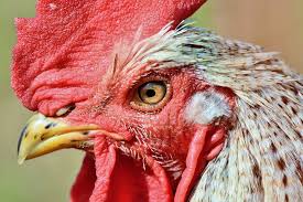 Es stehen 214 hahn schablone auf etsy zum verkauf, und sie kosten im durchschnitt 7,70 €. 2 000 Kostenlose Hahn Und Huhn Bilder