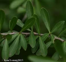 Image result for Gymnosporia maranguensis