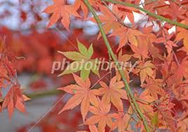 紅葉の葉裏 写真素材 2895246 フォトライブラリー Photolibrary