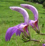 Image result for Brillantaisia cicatricosa