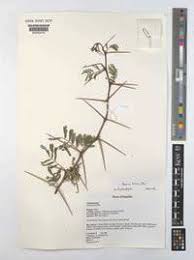 Image result for Acacia kirkii