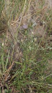 Image result for Dicoma anomala