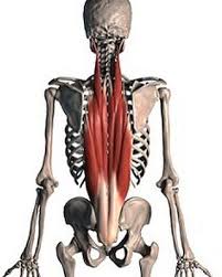 The erector spinae muscles (musculi erector spinae) are a group of epaxial muscles on dorsal surface of vertebral column and ribs. Muscles De La Semaine Les Erecteurs Du Rachis By Uriel Attias Linkedin
