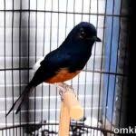 Antara burung kenari jantan dan betina juga tak ada perbedaan baik pola, bentuk, warna tubuh dan juga ukuran tubuhnya. Download Aneka Suara Burung Betina Om Kicau