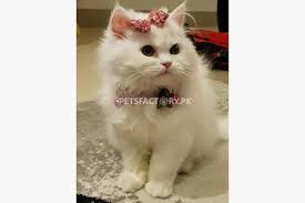Persian cat for sale in india persian cat for sale in mumbai royal aquarium persiancat. White Persian Cat For Sale In Lahore Pets Factory