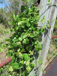 Image result for Cynanchum obtusifolium