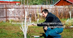 опрыскивание деревьев весной по фазам от болезней и вредителей Vesennyaya Obrabotka Plodovogo Sada Ot Vreditelej Sad Kottedzhnye Sady Ovoshnoj Ogorod