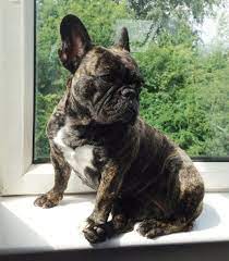 pin em french bulldog