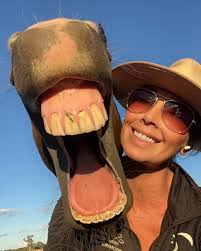 Hillary McGregor (@hillarymcgregordressage) • Instagram photos and videos