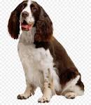 English Springer Spaniel - Wikipedia