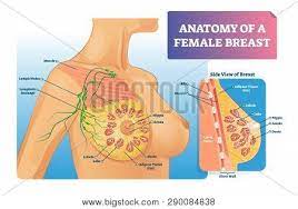 Breast Anatomy Vector Vector Photo Free Trial Bigstock