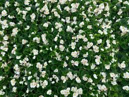 Image result for Begonia wollastonii