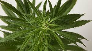 Maybe you would like to learn more about one of these? Male Cannabis Plants Parts And Purposes Weedmaps