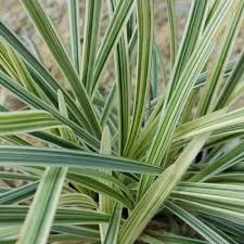 1.5 out of 5 stars. Ornamental Grasses Outdoor Plants The Home Depot