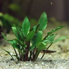 Cryptocoryne Lutea Hobbit Zwerglutea Dennerle In 2020 Planted Aquarium Susswasserpflanzen Pflanzen Aquarium