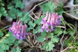 It brings a soft look to shaded areas. Corydalis Wikipedia