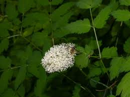 Image result for Warneckea albiflora