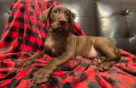 Great Danes of the Ozarks