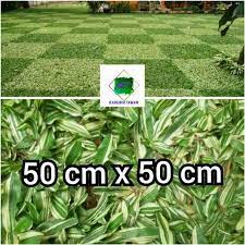 Rumput gajah mini varigata dikenal juga dengan rumput gajah mini putih. Rumput Gajah Mini Variegata Rumput Gajah Mini Putih Shopee Indonesia