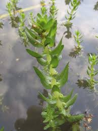 Image result for Elatinaceae