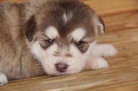Poodle husky mix puppies can be likened to little tufts of fur. Siberpoo Siberian Husky Poodle Mix Info Temperament Puppies Pictures