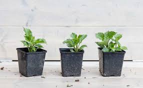 Underground, the tubers multiply each year (again, like a potato). Planning A Dahlia Garden Part 2 Design Your Plot Cloverhome