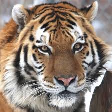 Tiger world endangered wildlife preserve is a nonprofit animal conservation and educational center dedicated to the rescue, rehabilitation, and preservation of exotic animals. Denver Zoo Welcomes New Amur Tiger Denver Zoo