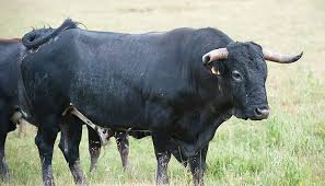 Juan Vicente Mora recibirá el premio “Ganadero Ejemplar de la Serranía de  Cuenca”