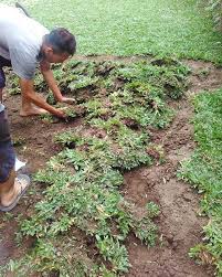 Pada kesempatan kali ini ilmubudidaya akan menjelaskan cara untuk menanam rumput gajah mini dari biji. Cara Menanam Rumput Gajah Mini Dengan Mudah Sahabat Tani
