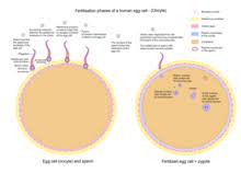 We did not find results for: Zygote Wikipedia