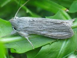 Image result for Cucullia umbratica