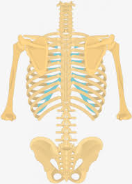 The posterior abdominal wall is a musculoskeletal structure formed by the posterior abdominal muscles posteriorly by the lumbar vertebrae, muscles, and fascia. Rib Cage Png Posterior View Of The Vertebral Column And Rib Cage Png Download 4368127 Png Images On Pngarea