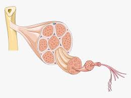 Browse our unlabeled muscle diagram images, graphics, and designs from +79.322 free vectors graphics. Smooth Muscle Diagram Unlabelled This Is A Quiz Called Human Muscular System Diagram And Was Created By Member Dinoluver Human Muscular System Muscle Diagram Body Diagram The Worksheet Is An