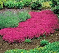 Robertas 50 Pc Carmin Trample Me Creeping Thyme Collection Qvc Com Ground Cover Plants Plants Ground Cover