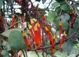 Image result for Agelanthus