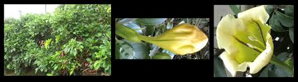 Image result for Solandra maxima