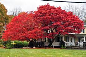 Gardenatoz Japanese Maples Garden A To Z Japanese Maple Garden Japanese Maple Japanese Garden