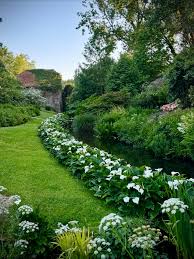 Image result for Carex aethiopica